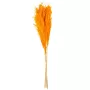 Κλαδιά Pampas grass μουσταρδί - 3τμχ.